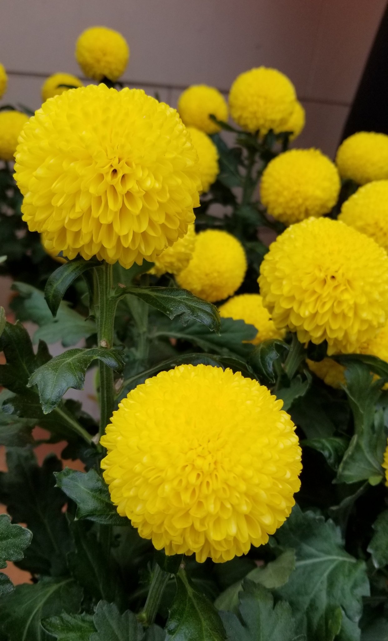 らぃむ まるくて可愛い ピンポンマム ピンポン菊 リツイートや ありがとうございます 花言葉は 君を愛す 真実 高貴 私を信じて お疲れ様です 花 花言葉 花写真 花が好き ピンポンマム ピンポン菊
