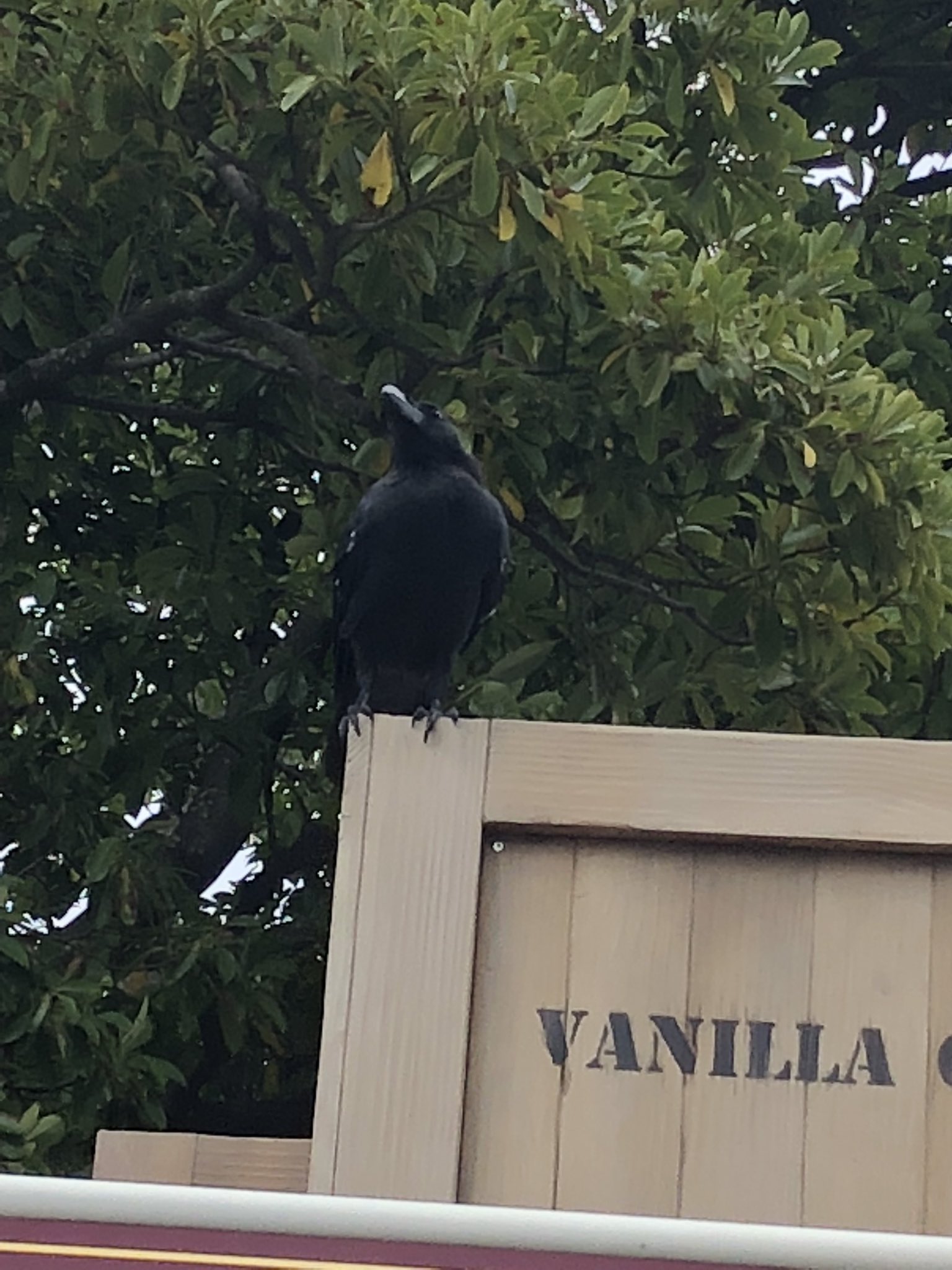 تويتر しょーじ على تويتر ディズニーってカラスいないとか言われてるけどさ そういえばこの前行った時普通にいたんよな笑 T Co Aul5v2xujq