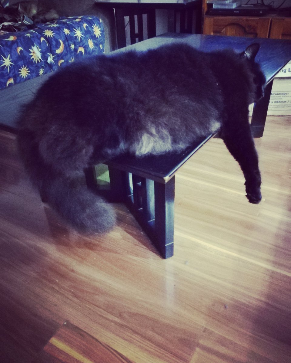 CeridwenLong's tweet photo. A freshly brushed puffball. Its so exhausting being pampered. Also, for the record, that's all fluff. He isn't even a little fat. #DoomKitty #sodamfluffy #CatsOfTwitter https://t.co/kQ8zX1mDaf