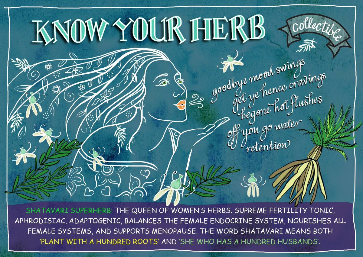 holisticaza's tweet photo. Have you heard of shatavari? It's the quintessential herb for womanly wellbeing, and every s(hero) can benefit from supplementing with it! https://t.co/Q7Bg9FcbxI https://t.co/GtbELMcdDU