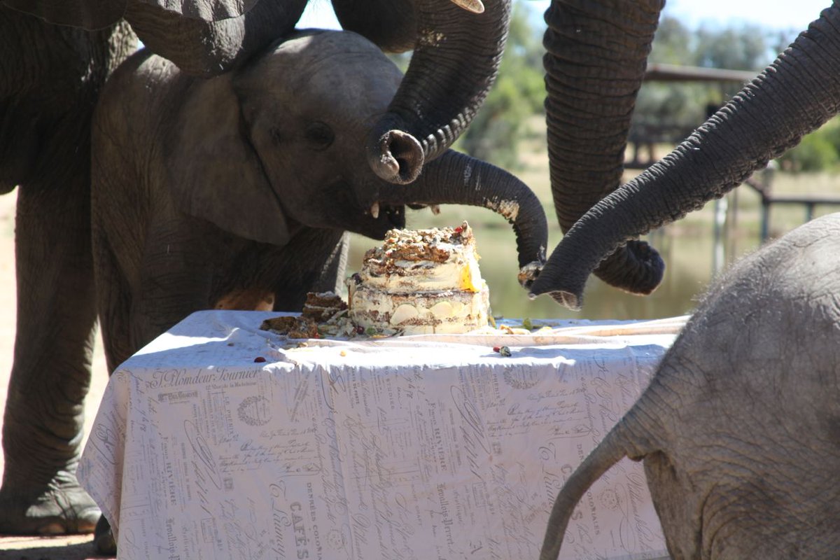This baby elephant wants her share of the birthday cake! (special cake for elephants)