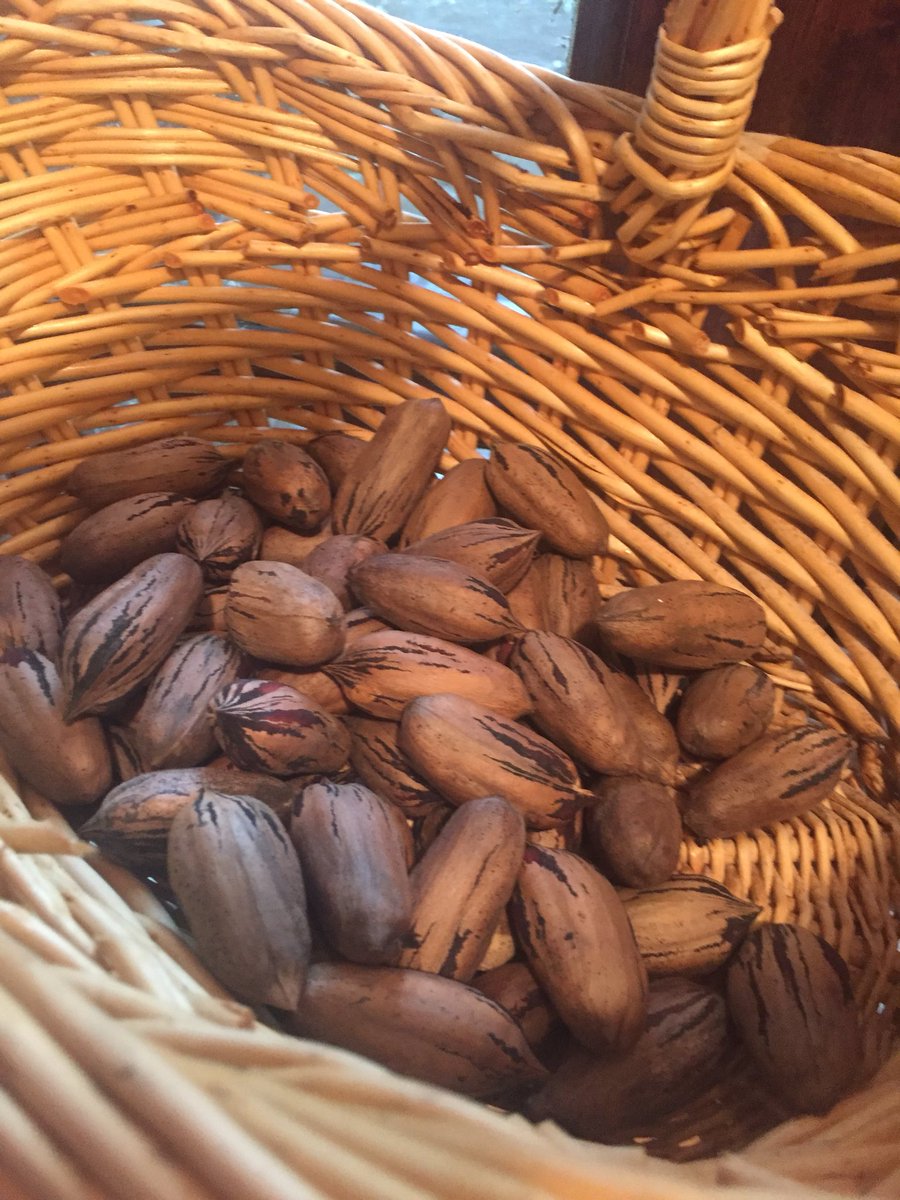 AliciaAlaniz's tweet photo. It was raining pecans, from my trees, as a storm blew through and I managed to pick these up before the squirrels did. Bwahahahaha!
Me:30
Chip & Dale:0
#pecans #squirrelwar #pecanpicking #Houwx https://t.co/Qo4SHQzzBZ