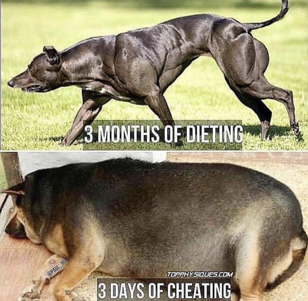 thighgaphack's tweet photo. Let this be a #precautionary lesson #cheatmeal not #cheatweek #cheatweekend or #cheatday #gains #gainz #leaningout #getlean #slim #shapingup #shapeup #eats #eatingseason #diet #dietlife #dietland #fitnessgoals #foodie #weightgain #stickwithit https://t.co/HIDjJF2p0J