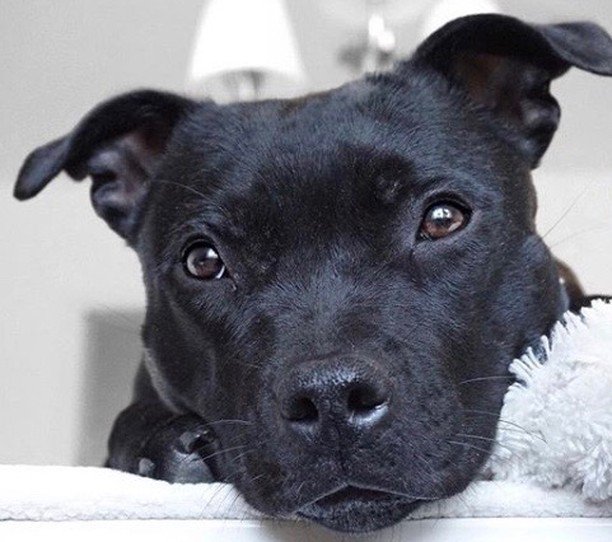 Quando ti guardano così 🙈😍
.
.
Credit: <a href="/leia/">Leia Scofield is not here</a>.staffy
.
.
.
#staffy #staffordshirebullterrier #swestaffs #puppy #pitbull #staffymoments #cane #petsagram #adorable #doggy ift.tt/2AbhqmJ