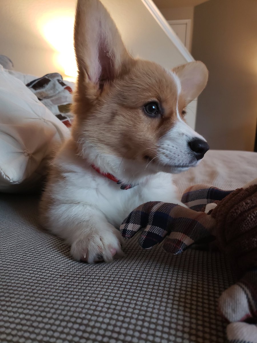 BeasleyCorgi's tweet photo. I get sooooo distracted by all the noises I hear.i wonder why I notice so many?! 🐶👂#corgi #corgipuppy #PembrokeWelshCorgi #Cutecorgis #corgisofinstagram #cute #instacorgis #adorable https://t.co/QsoRbr48zK