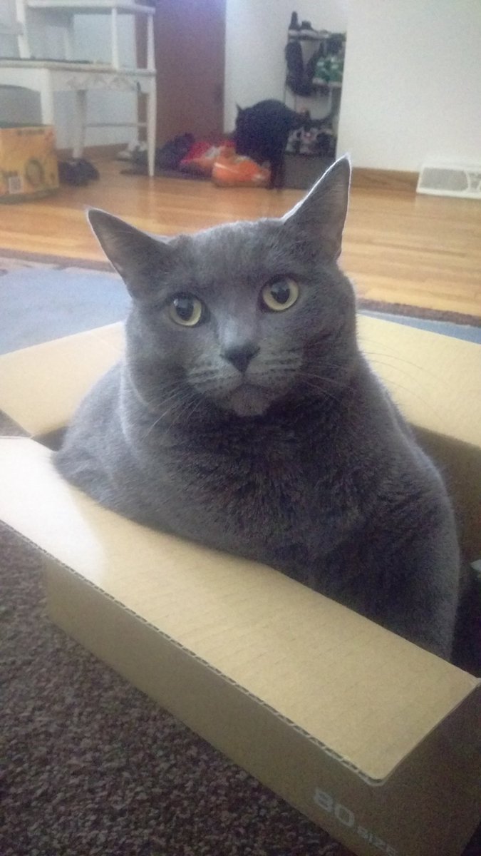 holhorsegremlin's tweet photo. #PetsIn4Words I fits, I sits https://t.co/JFl1tYj5Lv