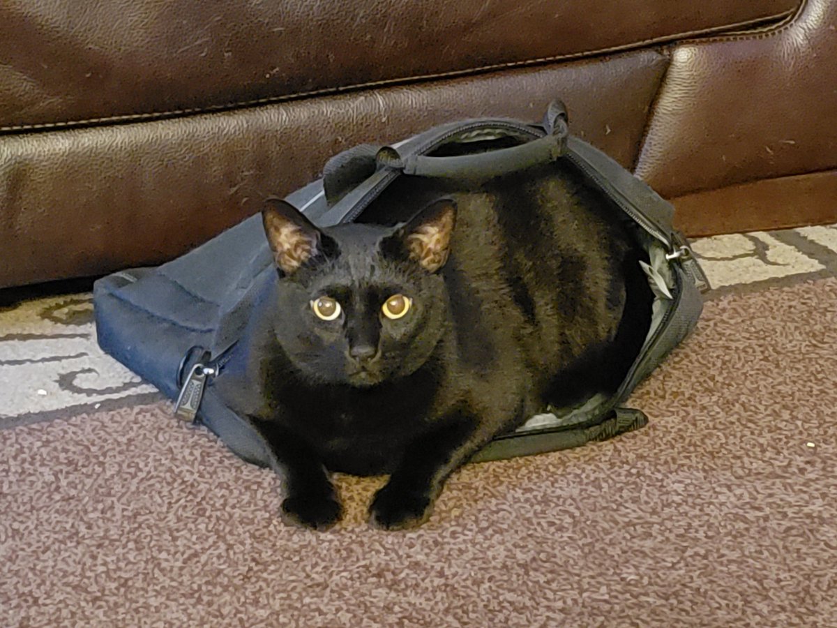 holhorsegremlin's tweet photo. #PetsIn4Words I fits, I sits https://t.co/JFl1tYj5Lv