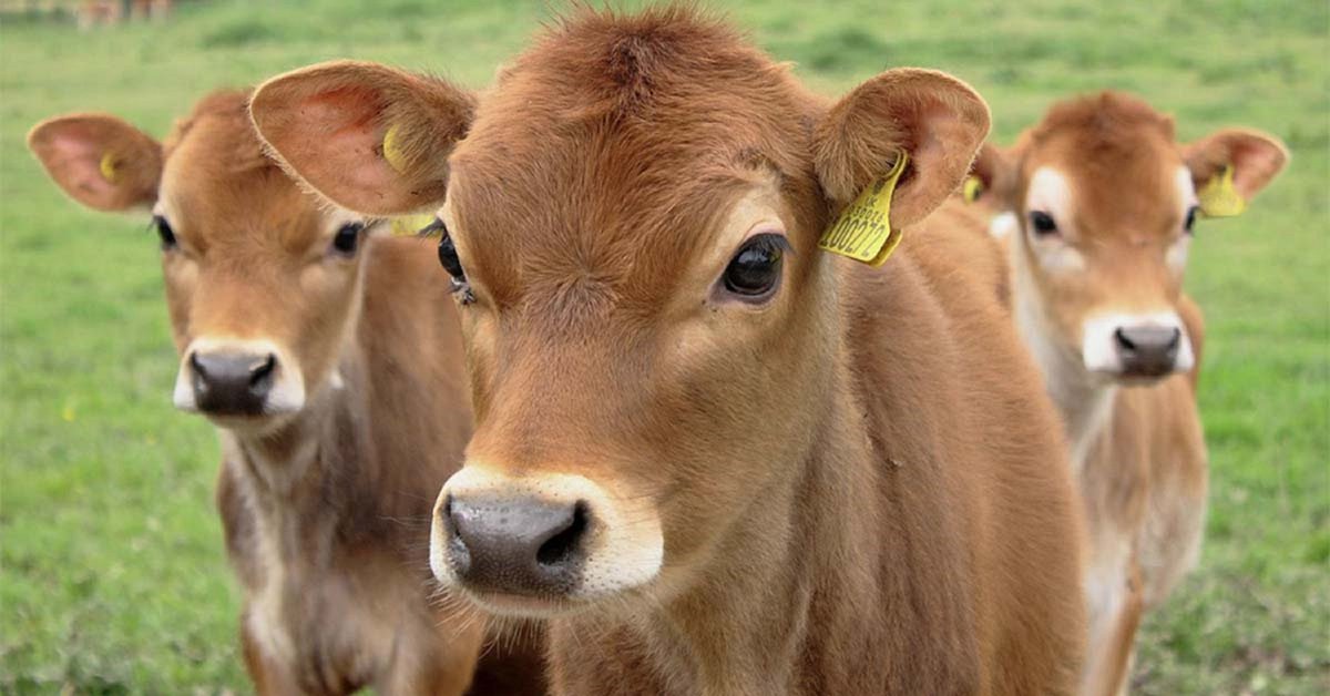 MilkPointBR's tweet photo. Começamos a semana já com um artigão desses! 😍
Análise da proteína total e IgG no soro das bezerras e a transferência de imunidade passiva https://t.co/Z1NGpVaA09
#agro #agronegocio #pecuaria #bezerras #gadodeleite #bovinocultura #bovinos #saudeanimal #colostro #agricultura https://t.co/bfhqBg6ocE