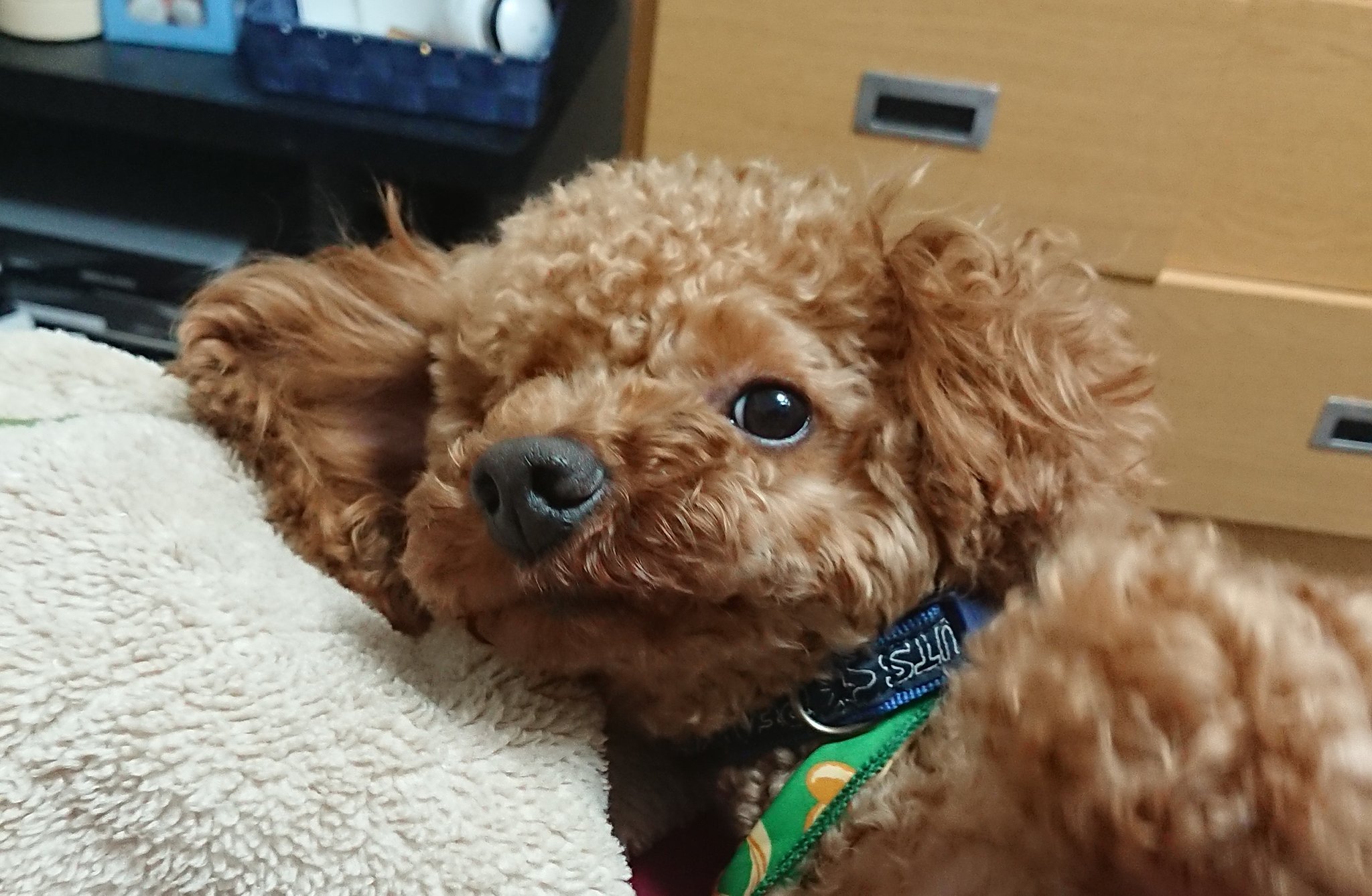 Pupu Momoトイ プードル Puuu Suki0519 Twitter