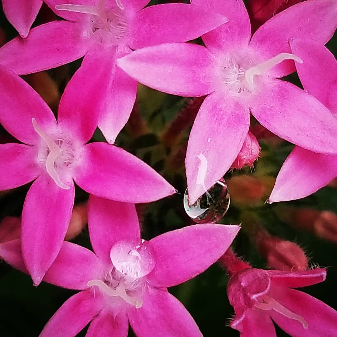 大石 裕之 Droplet しずく Smart Phone ペンタス 草山丹花 クササンタンカ Pentas しずく Droplet 植物 Plants 花 Flower 種 Seed 草山丹花 クササンタンカ Pentas T Co K4eibonjm5