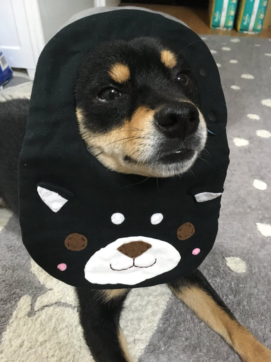 池迫博之やしまｸﾞﾙｰﾌﾟ Twitterren まゆげスタイルコレクション18 天才原田からの祝い 犬 まろ犬 Dog Dogsofinstagram まろ眉 まゆげ まめしば 今日のまゆげ 名前はまゆげ 芝犬 豆柴 Shibainu 柴犬 黒柴 エブリドッグ Dogstagram 日本犬 Japandog