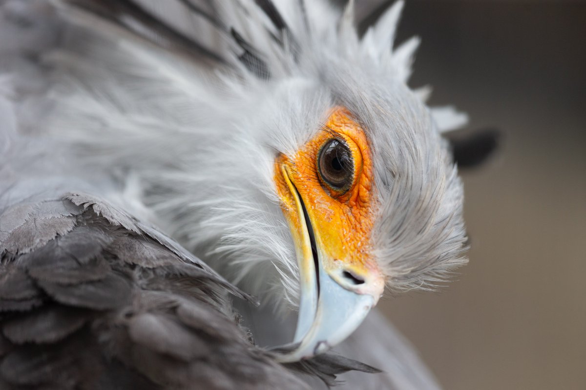 ヘビクイワシ ベストセレクション Twitter