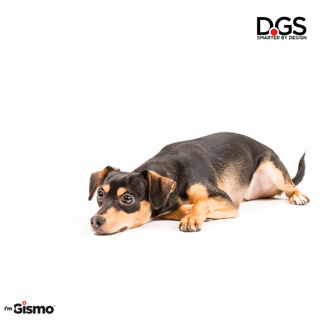 HelloImGismo's tweet photo. Don't tell me is Monday again! #nolongwalks
https://t.co/nYiPgV7SEy 
#imGismo #dogwalk #dogsofinstagram #doglovers #dogwalking #dogoftheday #pets #mascotas #perros #LoveMyDog #PuppyLove #Dog #Puppy #Doggo #Dogstagram #DogLover #InstaDog https://t.co/0rJ5VTjJSi