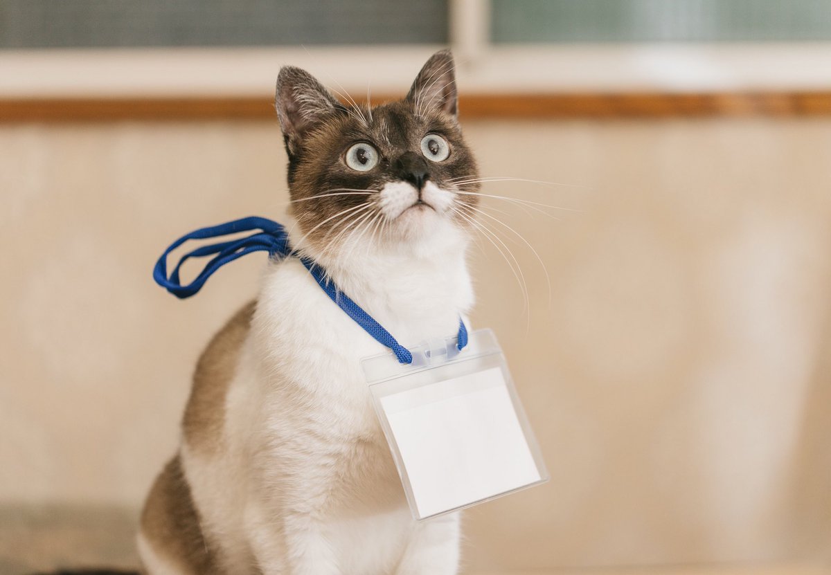PBEandcat's tweet photo. https://t.co/7ReeW3xinm