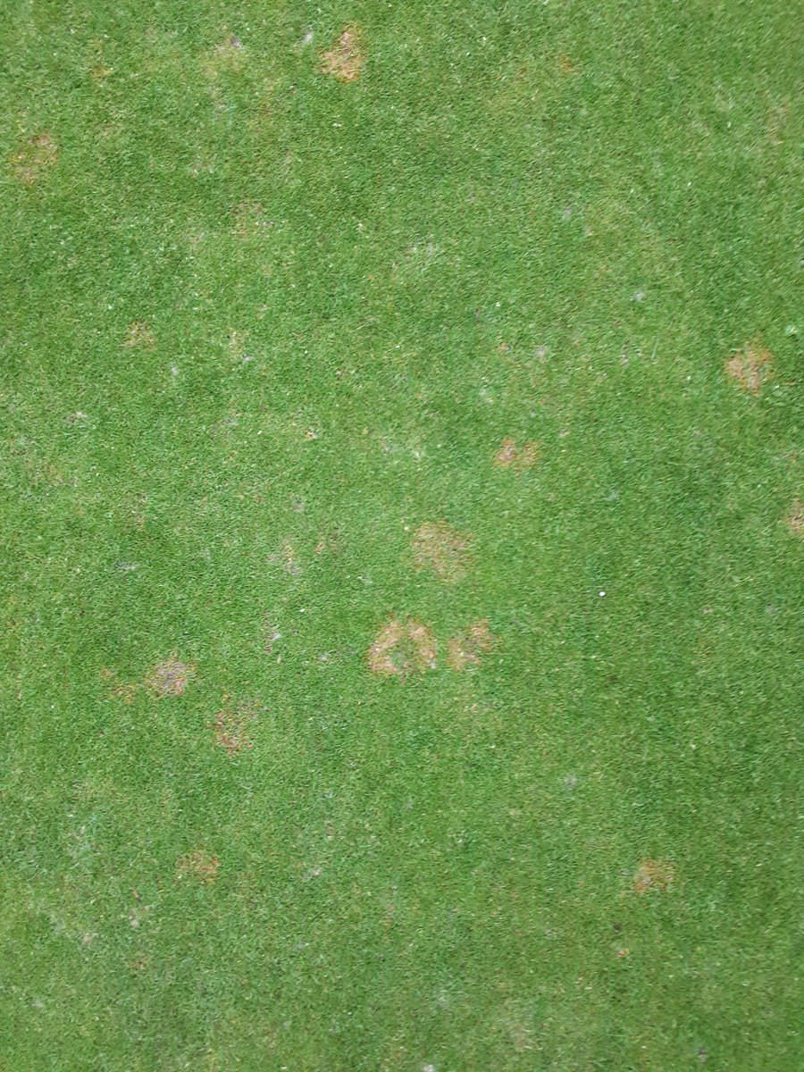 Neil_agrovista's tweet image. Unfortunately I'm thinking this might not the only disease I will see this week. #perfectconditions