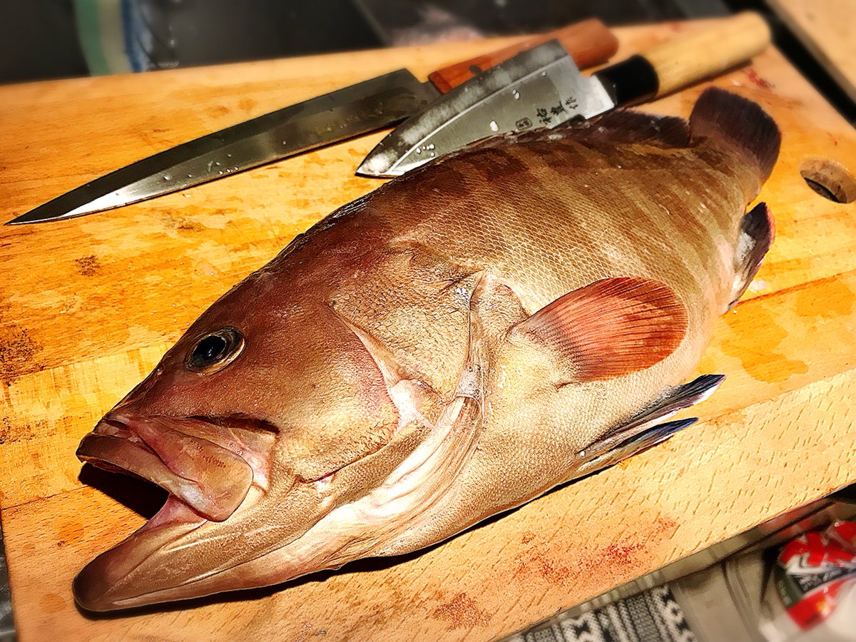 元のマゴチ 卵 最高の花の画像
