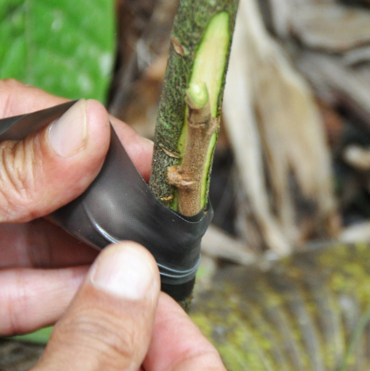 In Hacienda San Josè, In Venezuela, abbiamo lavorato per il recupero del cacao Criollo. Una ricerca costante, unita alle migliori tecniche agronomiche, ci hanno permesso di preservare e restituire sette cultivar in purezza: Porcelana, Chuao, Guasare, Canoabo, Ocumare 61, 67 e 77.