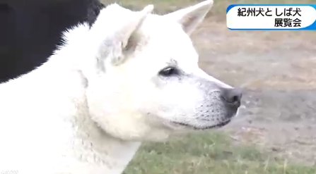 Nhk大阪放送局 紀州犬 と しば犬 展覧会 この展覧会は 日本犬保存会 和歌山県支部が毎年 開いていて 国の天然記念物に指定されている6種類の日本犬のうち 紀州犬としば犬 およそ100頭が集まりました T Co 8a4kpib3vw 日本犬