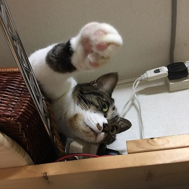 sinacosaurus's tweet image. あーーーーーー！
#キジトラ #ラファエル #ゾンビごっこ #完全に #ウォーキングデッド中毒 #先週から観はじめた #現在 #シーズン4 #寝ても覚めても #ゾンビです#catstagram #にゃんすたぐらむ #猫の気持ち ift.tt/2CLjCnm