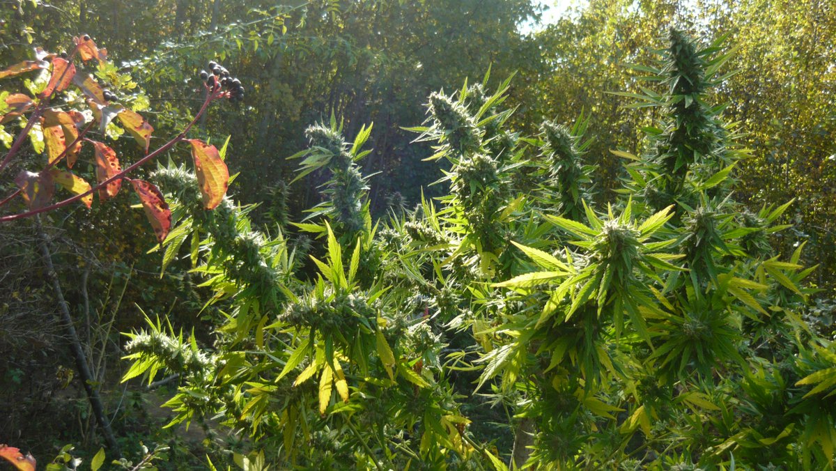 cannaworldsite's tweet photo. Have a great week all!
the AK says hello 😊 https://t.co/E85TYHLc3m