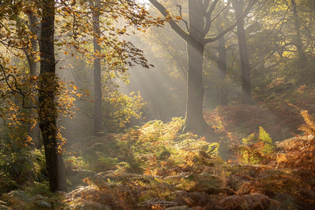 Some amazing light at the side of the Hodge Close Quarry car park last Wednesday morning #WexMondays #sharemondays2018 #appicoftheweek #lakedistrict