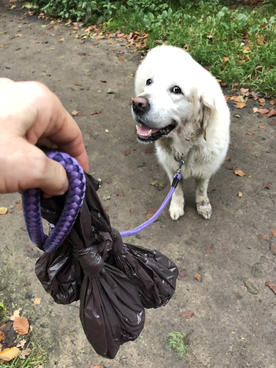 MuttsButts's tweet image. Golly Boo! 3 bags used on one walk ! Love a premium bag ! 😜💩💩💩🐾🐾😂 #pickupthepoop @MuttsButts