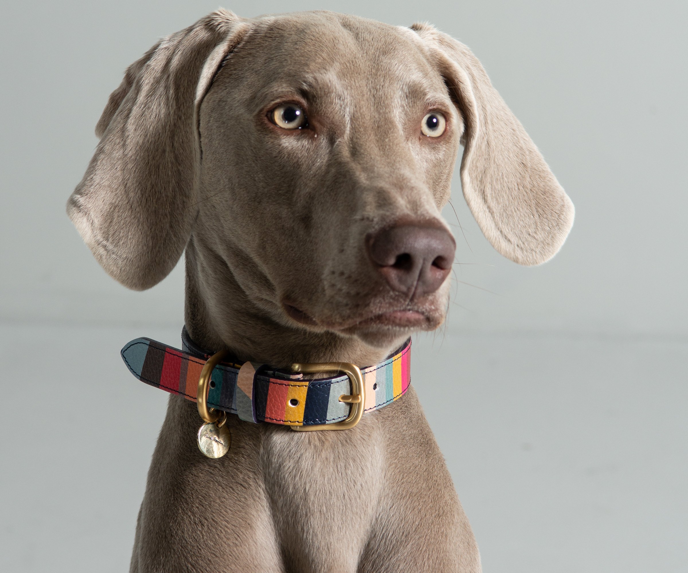 Pockets on X Aww here s some Monday motivation for you Ruby is modelling a very snazzy Paul Smith dog collar https t EIbkkkCFEH https t AvNnDWUum8 X