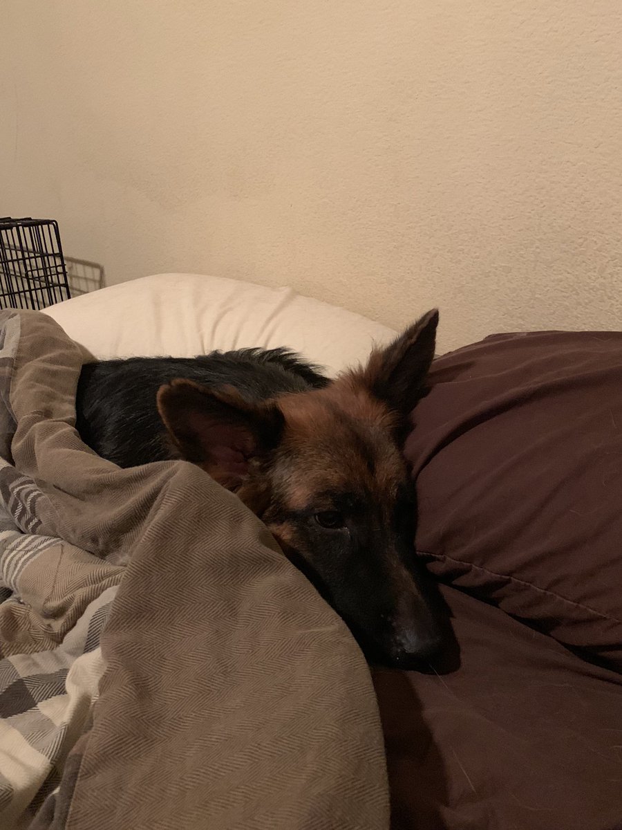 Randy1989412's tweet photo. Those morning vibes tho..... lol #Bella #imrighttherewithya https://t.co/t7mqEBfYuC