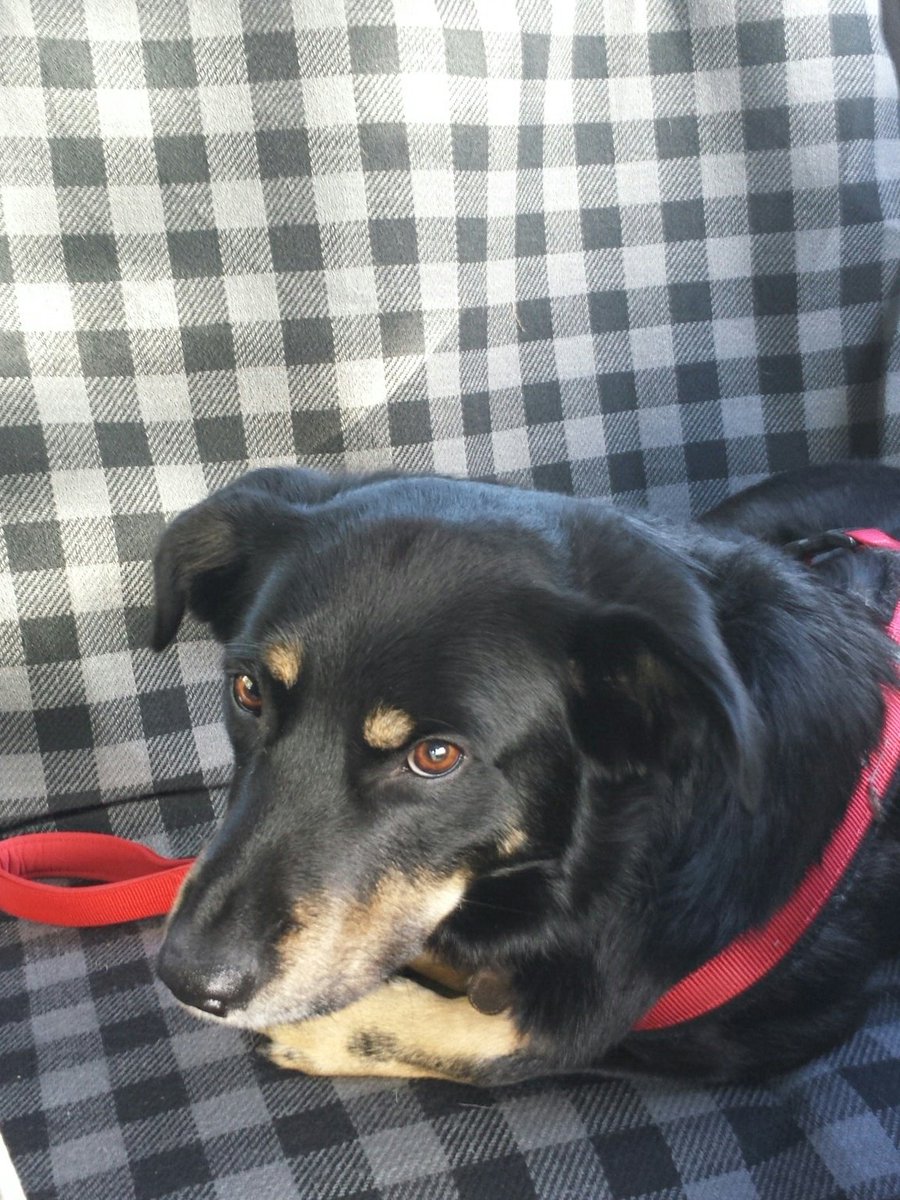 garrypkeogh's tweet image. @JohnCassidyGB ...heading in search of #highground with #highhound and #lopy4 to connect my @pycomIOT with @thethingsntwrk ... UK!