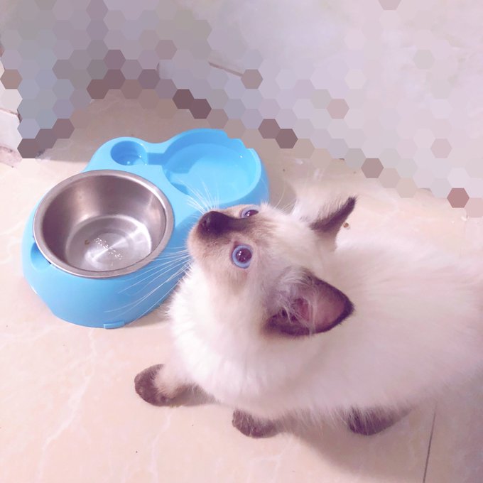 畫了我的貓🐱❤️ 