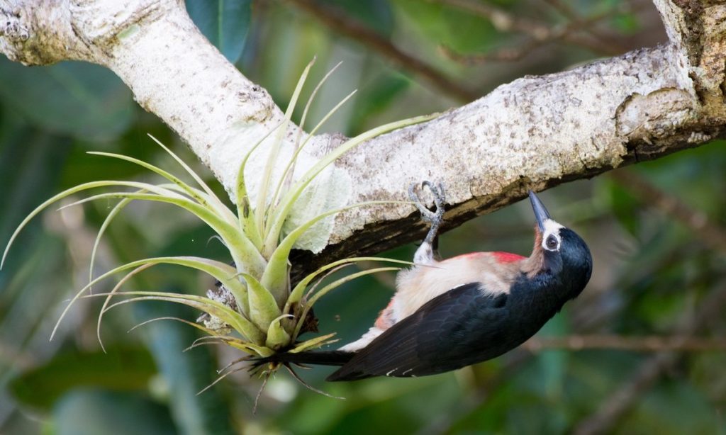 Aves_PuertoRico's tweet photo. Puerto Rican Woodpecker is one of the 146 species reported from Puerto Rico on October Big day, enough for #1 in the West Indies! October Big  Day results more than 6,000 species in one day! https://t.co/y9pgwEicCO via @Team_eBird @BirdLifeAmerica @paralanaturalez @adamonzon @NWF https://t.co/IKSckvwWhg