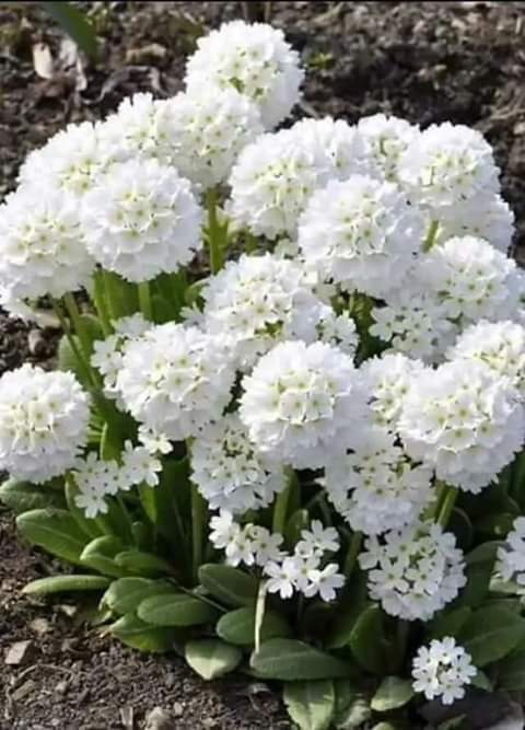 <a href="/Saadoudi11/">Sâad  Hamid</a> <a href="/e57e38655ab84b0/">Pilar Guerra</a> <a href="/brigitte2300/">Brigitte 2300</a> <a href="/soniacolpo/">Sonia Colpo</a> <a href="/oadele53/">Olivia Adele💋💋</a> Buen dia grupo saad