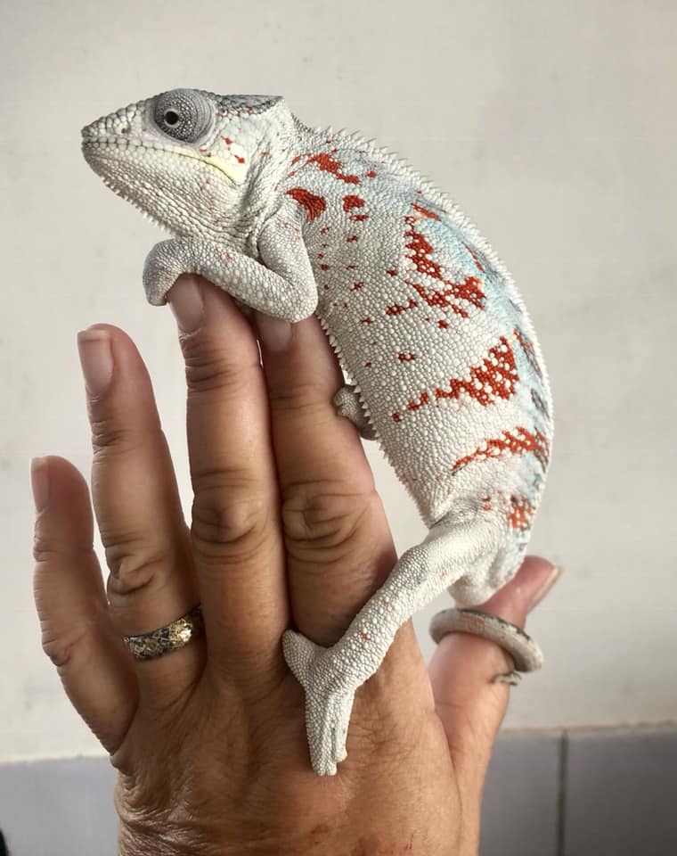 ReptileDirectUK's tweet photo. We love seeing your reptile pics!

Thanks to Becky for this lovely one 🦎 https://t.co/7O7636N8SA