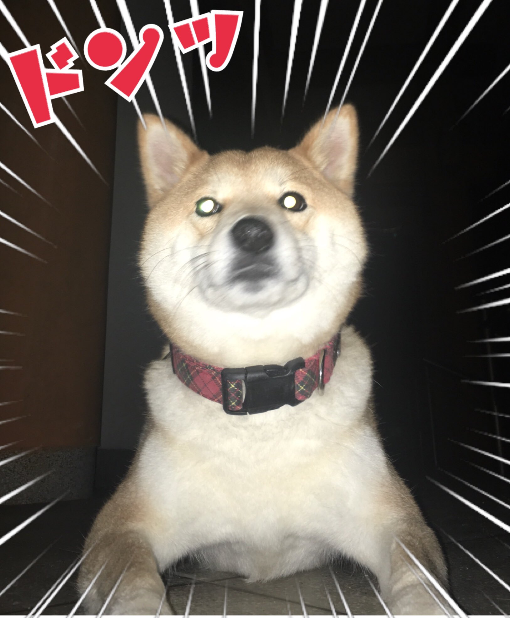 柴犬真太郎 な なんかムキムキになってない 夜の散歩で猪に襲われて以降 夜は庭で私と真太郎の運動会を開催しているんだけど そのせい 確かに散歩するだけよりよっぽど運動してるけど 柴犬 ムキムキ 日本犬らしく 日本庭園 目からビーム 夜の