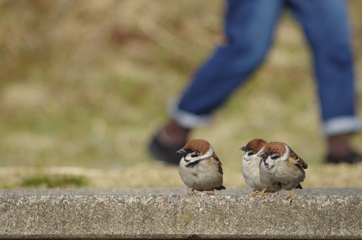 中野さとる on X