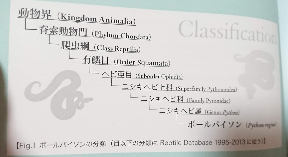 Python_Lamour14's tweet image. ボールパイソン💓