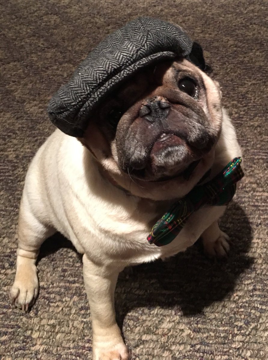 pigskinpug's tweet photo. It’s #NationalPugDay so you’d better hug a pug. If you don’t have one, I’m available. https://t.co/2u8ZExwItx