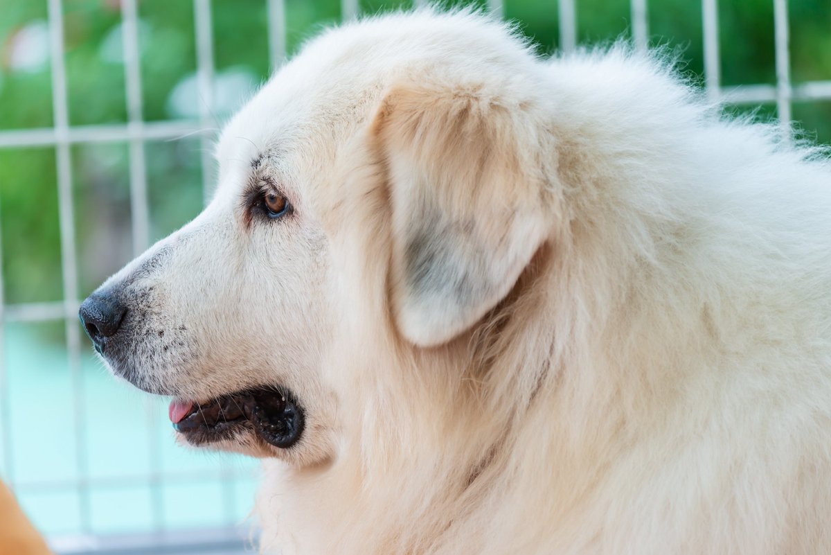 いまりん 大型犬ふれあい ぴえろ グレートピレニーズ 徐々に慣らしていって 抱きつかせる事に成功しました 誰もそんな事をしようと思わなかっただけかな またもふもふへの道を一歩進めました つくばわんわんランド
