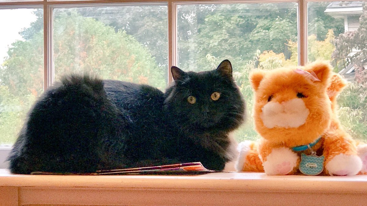 kodathekitten's tweet photo. Today is the one year anniversary of when I went home with my humans! Iโm glad I adopted them.๐ป
#kittyversary
#BlackCats
#CatsOfTwitter https://t.co/eiR9UsBaCo
