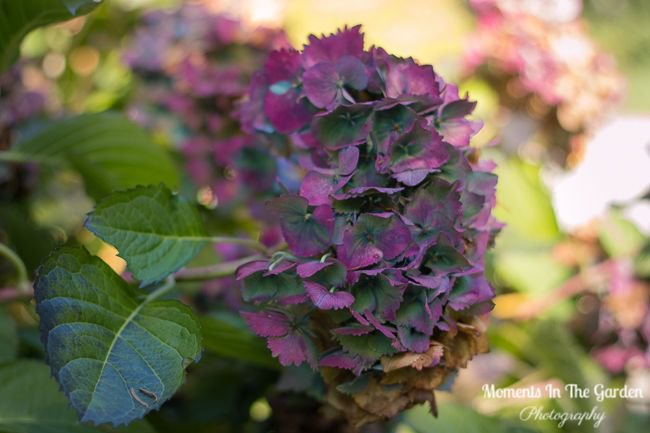 MomentsintheG's tweet photo. Discovered a few hydrangeas in bloom during my recent visit to the coast. #hydrangeablooms #changingfoliage #floralphotography #momentsinthegardenphotography https://t.co/QY99WeMTOq