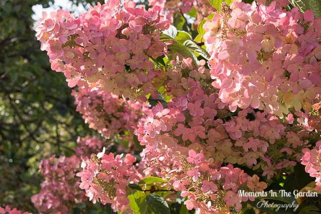 MomentsintheG's tweet photo. Discovered a few hydrangeas in bloom during my recent visit to the coast. #hydrangeablooms #changingfoliage #floralphotography #momentsinthegardenphotography https://t.co/QY99WeMTOq