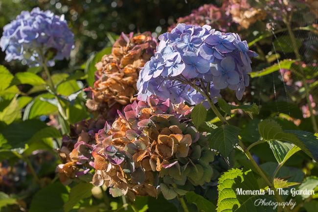 MomentsintheG's tweet photo. Discovered a few hydrangeas in bloom during my recent visit to the coast. #hydrangeablooms #changingfoliage #floralphotography #momentsinthegardenphotography https://t.co/QY99WeMTOq