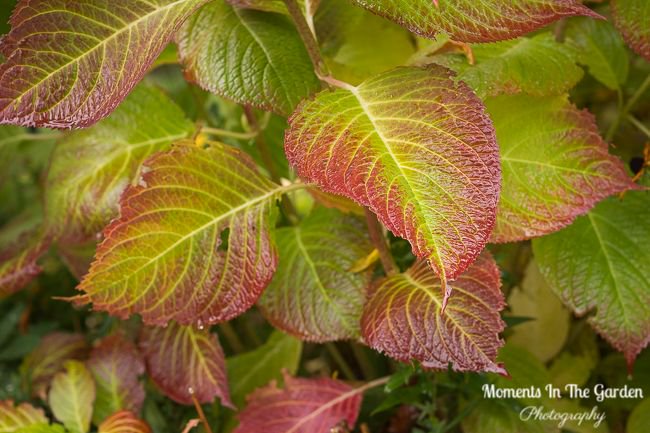 MomentsintheG's tweet photo. Discovered a few hydrangeas in bloom during my recent visit to the coast. #hydrangeablooms #changingfoliage #floralphotography #momentsinthegardenphotography https://t.co/QY99WeMTOq