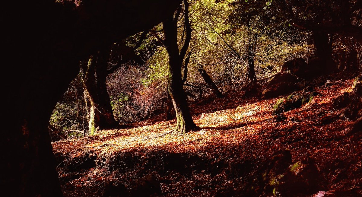 Tutte le sfumature di giallo, rosso e marrone del <a href="/ParcoLucretili/">ParcoLucretili</a> per dipingere le emozioni autunnali #nelCuoredItalia #Rieti #Roma [Ft Giorgia Schina]