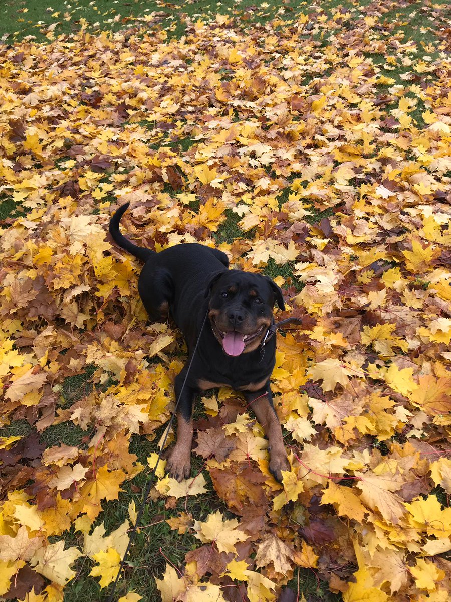AaltoSatu's tweet photo. Walking my rottweiler in a sunny weather!!! #MondayMotivation #Suomi #sää #exercise #ruska https://t.co/3FVLeOxPcV