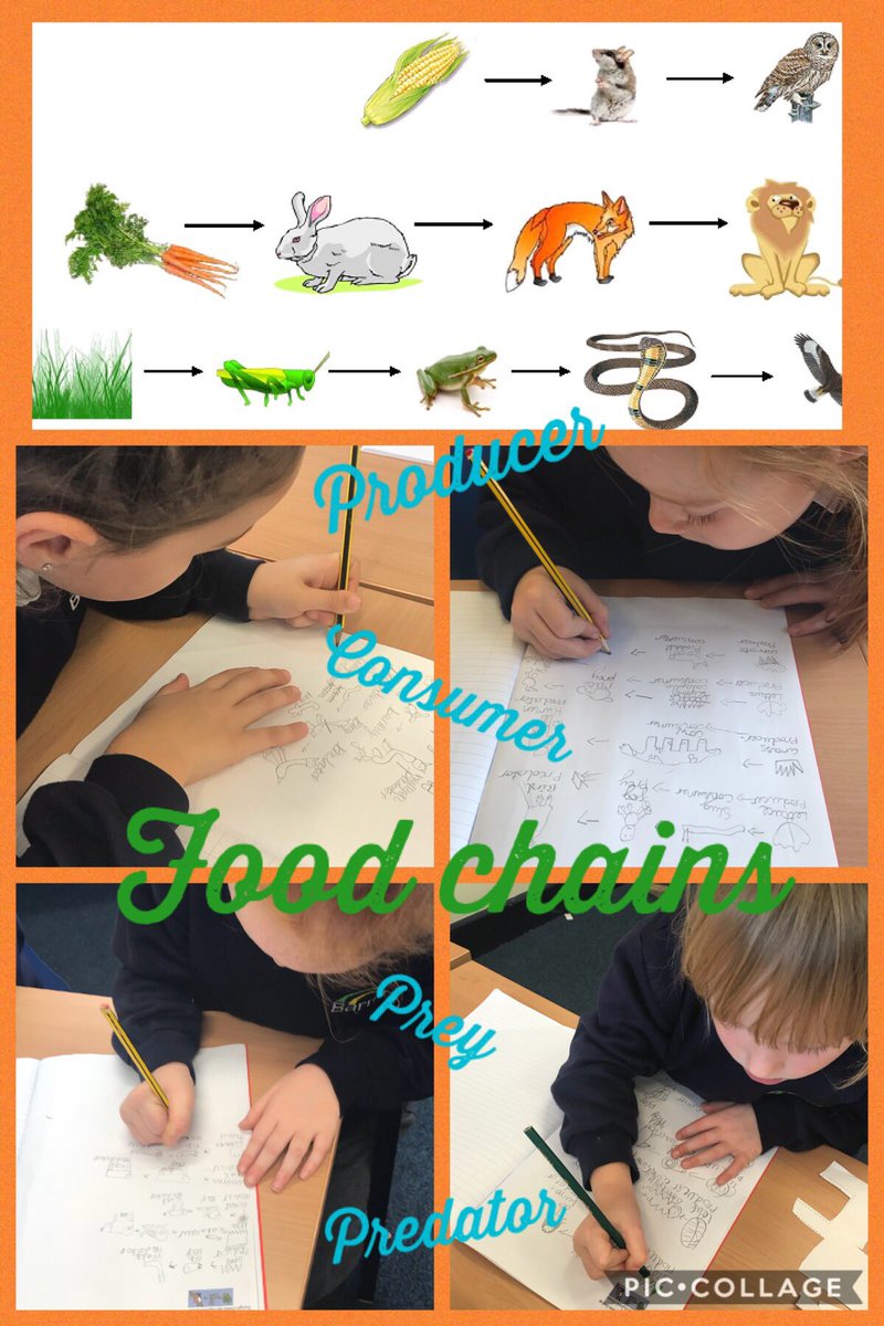 BarntonMissCo's tweet photo. We have been learning all about food chains in Science this afternoon! 🌽 ➡️ 🐀 ➡️ 🦅 #BCNPSscience @BarntonMrsL @BarntonMrsSc https://t.co/oGjlzEBCfU