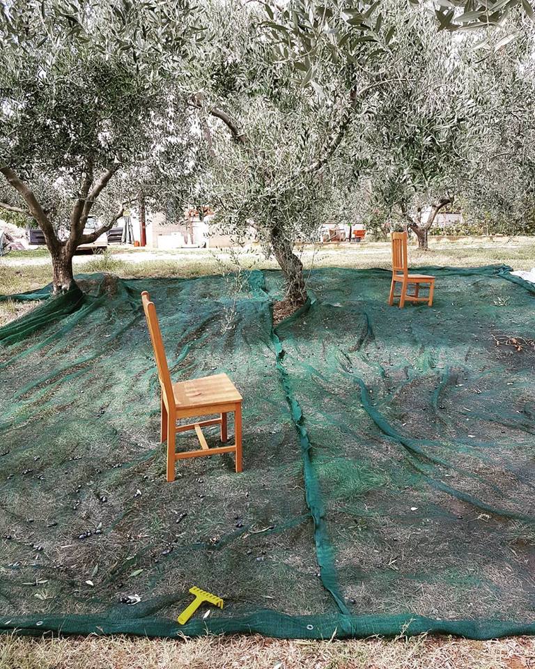 #Olives are harvested, #oliveoil is ready to be tasted.  So why not #StartSomethingPriceless in #Istria? mstr.cd/2ylrKHi