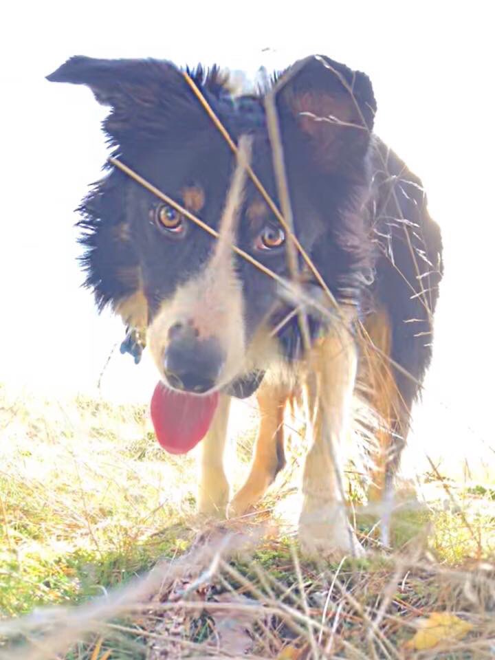 Christinethom22's tweet photo. My gorgeous boy just loves long lazy Sunday woodland adventures #Muddypaws #Pupontheprowl  #posingpup @BCTGB https://t.co/ZzucBWgDJA