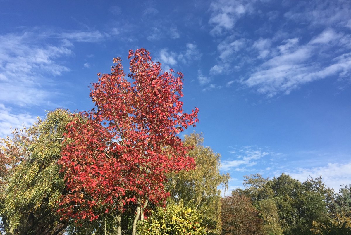 Grahambee7's tweet image. Liquidambar Tree in our garden at Diss Norfolk , the best it has ever been #Autumnwatch