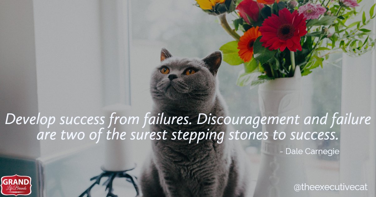 theexecutivecat's tweet photo. #MondayMotivation #MondayMorning #CatsOfTwitter 🐱🐱🐱 https://t.co/dMmyzMBlOk